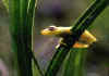 Golden_Frog.jpg (3900 bytes)