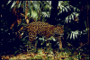 jaguar.gif (43915 bytes)